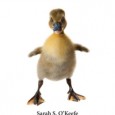 I received word over the weekend that the folks at Alan Pringle were now shipping “Content Strategy 101″. It was written by Sarah O’Keefe and Alan Pringle. Subtitled “Transform Technical...