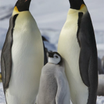 Penguins in Antarctica are Still Clueless About DITA XML...